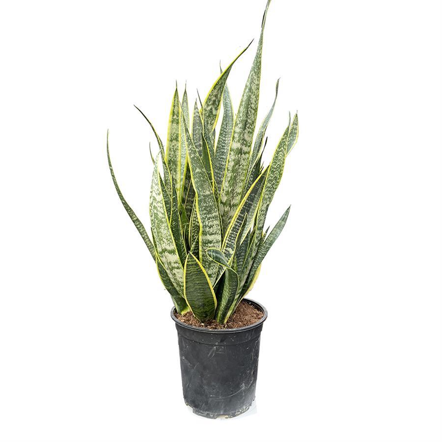 יפרח משתלה בתל אביב | סנסיווריה Sansevieria